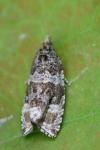 Celypha lacunana