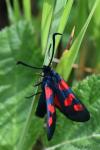 Zygaena trifolii