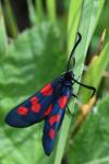 Zygaena trifolii