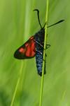 Zygaena trifolii