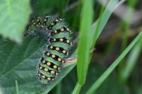 Saturnia pavonia