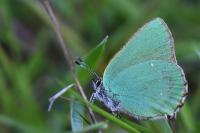 Callophrys rubi
