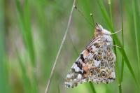Vanessa cardui