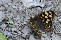 Pararge aegeria