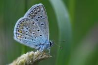 Polyommatus icarus