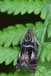 Olethreutes arcuella