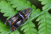 Olethreutes arcuella