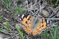 Vanessa cardui