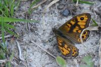 Lasiommata megera