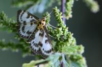 Anania hortulata