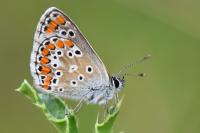Aricia agestis