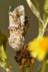 Eremobia ochroleuca