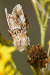 Eremobia ochroleuca