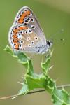 Aricia agestis
