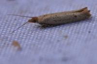 Ypsolopha ustella