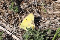 Colias crocea