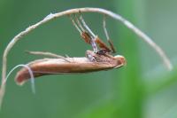 Caloptilia
