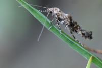 Epermenia chaerophyllella