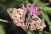 Carcharodus alceae alceae