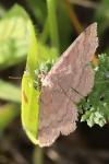 Scopula rubiginata