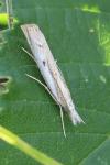 Agriphila geniculea