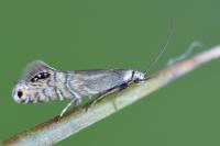 Glyphipterix thrasonella