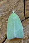 Tortrix viridana