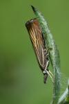 Chrysoteuchia culmella