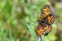 Melitaea athalia