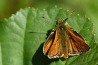Ochlodes sylvanus