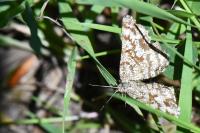 Ematurga atomaria