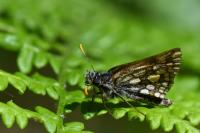 Carterocephalus palaemon