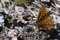 Boloria dia