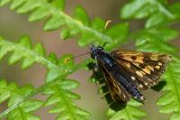 Carterocephalus palaemon