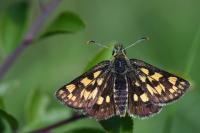 Carterocephalus palaemon