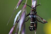 Chamaesphecia nigrifrons