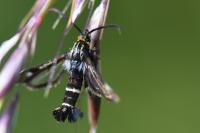 Chamaesphecia nigrifrons