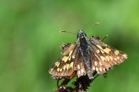 Carterocephalus palaemon