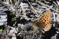 Boloria dia