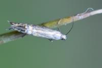 Glyphipterix thrasonella