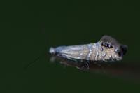 Glyphipterix thrasonella