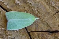 Tortrix viridana