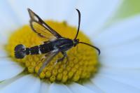 Chamaesphecia nigrifrons
