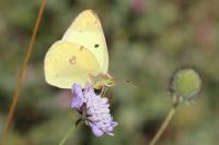 Colias crocea
