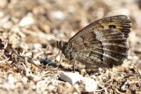 Arethusana arethusa ganda