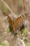 Argynnis paphia