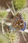 Lysandra bellargus