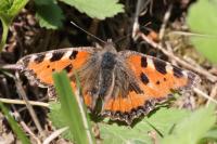 Aglais urticae