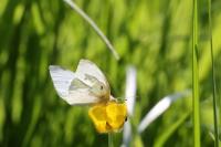Pieris rapae