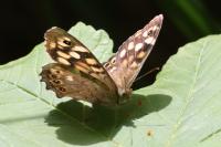 Pararge aegeria